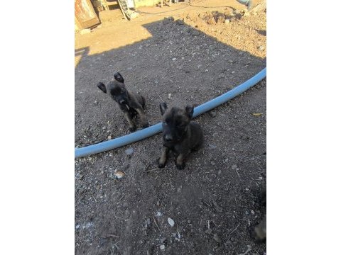 Belçika kurdu yavruları 3 aylık erkek