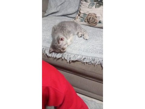 British shorthair kızımıza yuva arıyoruz