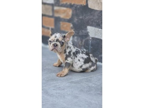 French bulldog blue merle tan isabella carrier dişi 