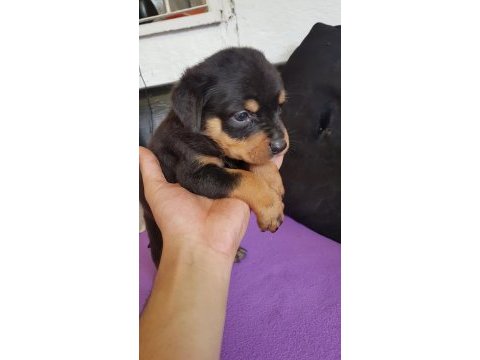 Safkan rottweiler yavrular