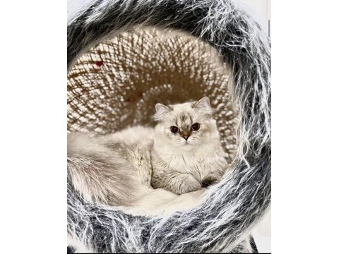 15 aylık erkek british longhair