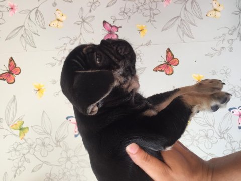 60 günlük erkek black tan french bulldog