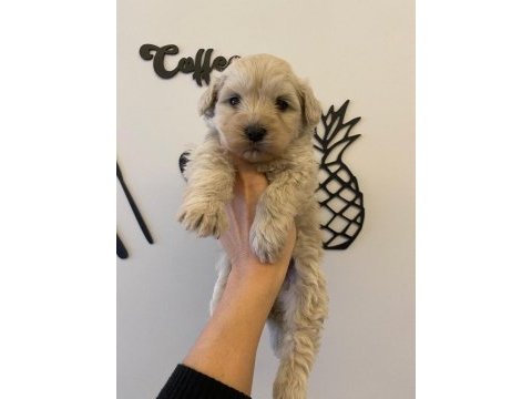 Maltipoo dişi bebek