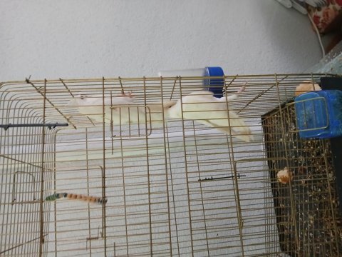 Kaliteli çift sultanlar papağan çerkezkoy tekirdağ