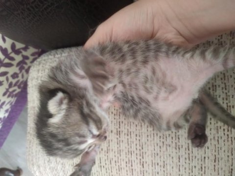 Bebek shorthair yavrularımız