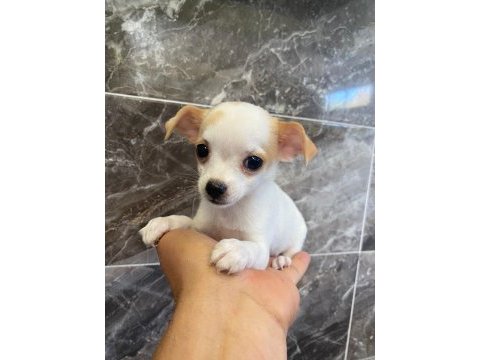 Elma kafa tea cup chihuahua