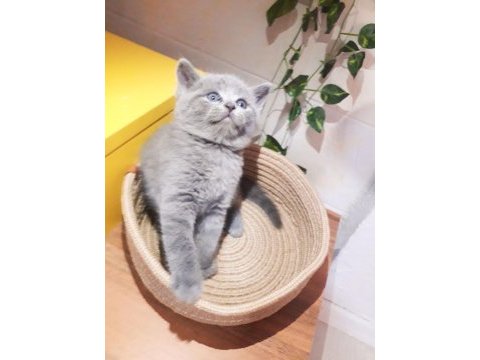 Secereli yavrular scottish fold