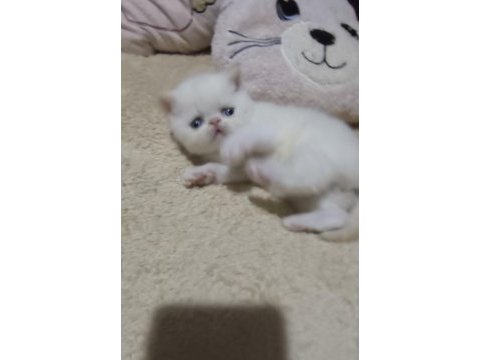 Minik exotic shorthair bebişler