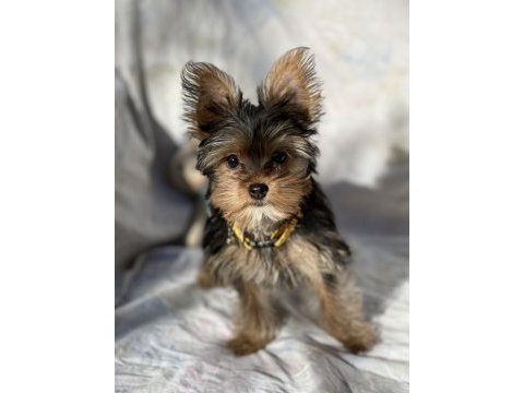 Yorkshire terrier