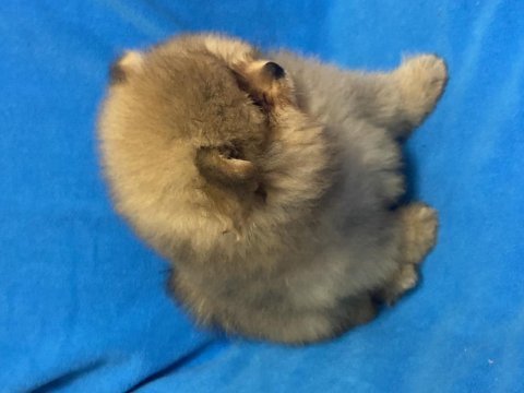 2,5 aylık erkek pomeranian boo