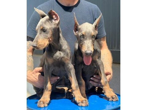 Blue doberman özel seri estetikli