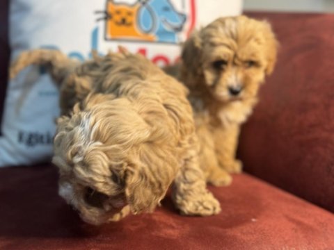 Show kalite maltipoo yavrularımız