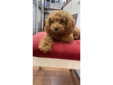 3.5 aylık toy poodle