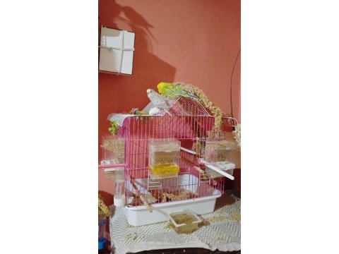 Dişi ve erkek çift muhabbet kuşu yumurtaları ile