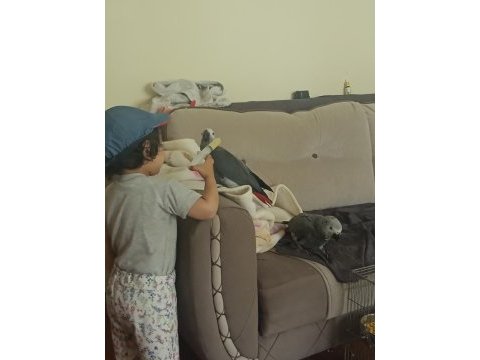 Jako papağanı bebek yeme düştü