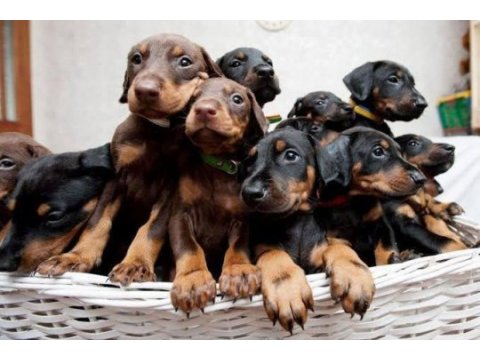 Doberman yavrular