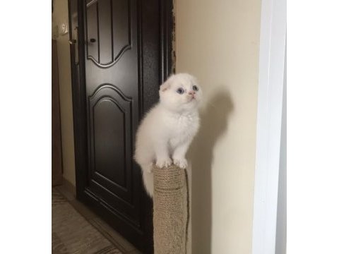 Oyuncu scottish fold yavrum