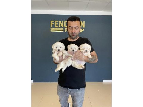 Kar beyaz mini maltese terrier yavrularımız belgeli 