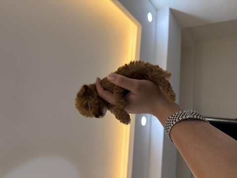 Irkı nin en küçüğü mikro poodle yavru