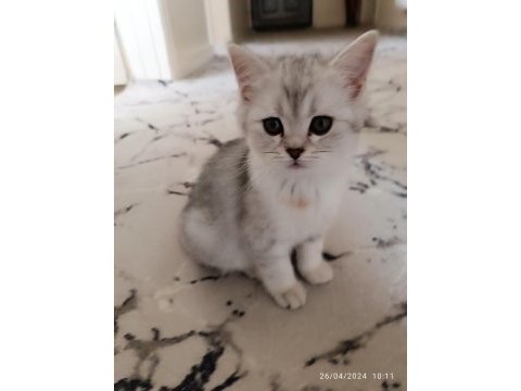 Orijinal british shorthair yavru