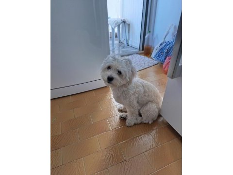 Kızanda olan dişi köpeğime çiftleşecek erkek