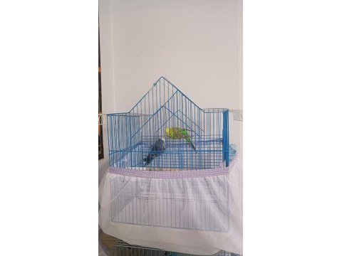 Çift muhabbet kuşu yavru alındı