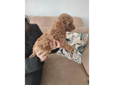 Toy poodle yavrular izmir