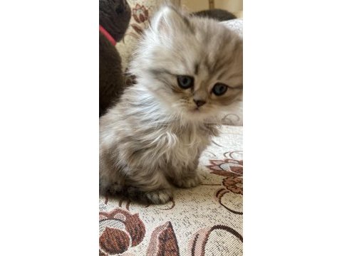 British longhair ve british shorthair yavru kediler