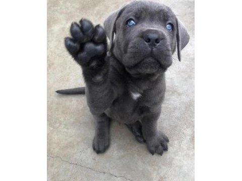 Ev ortamından show kalite cane corso yavrular