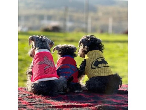 Fcı secereli miniatute schnauzer yavruları