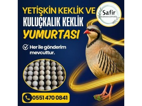 Yetişkin keklik ve keklik yumurtası