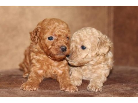 Orjinal toy poodle yavrular