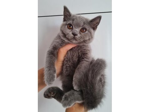 British shorthair yavruları