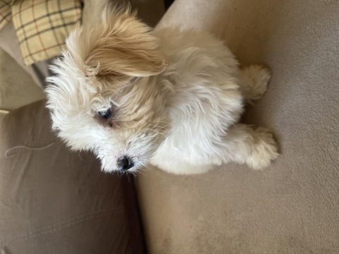 Safkan maltese terrier