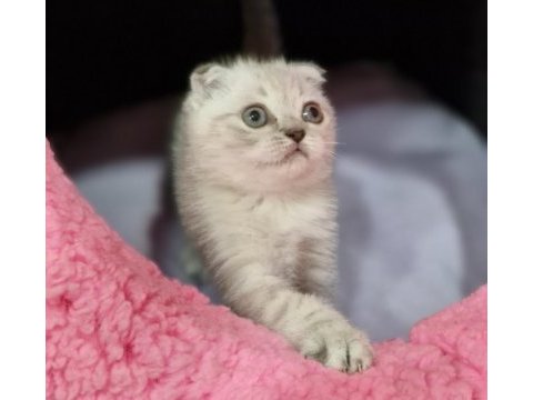 Silver prenses scottish fold