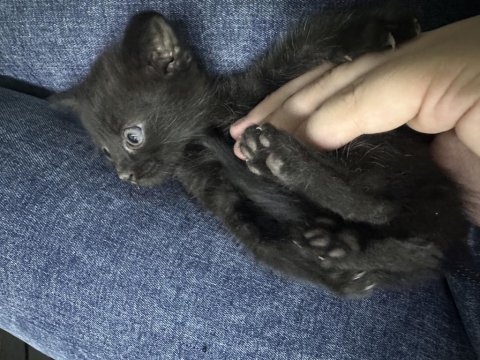 British shorthair yeni yuvama hazırım