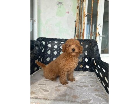 A kalite toy poodle yavrularımız