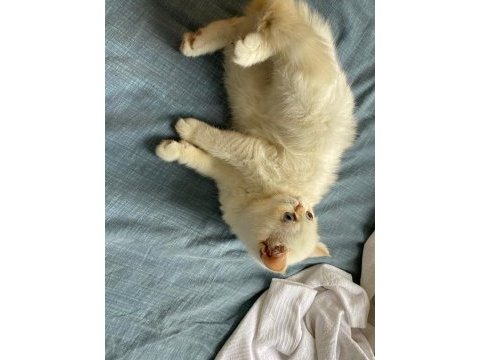 Exotic shorthair yavru