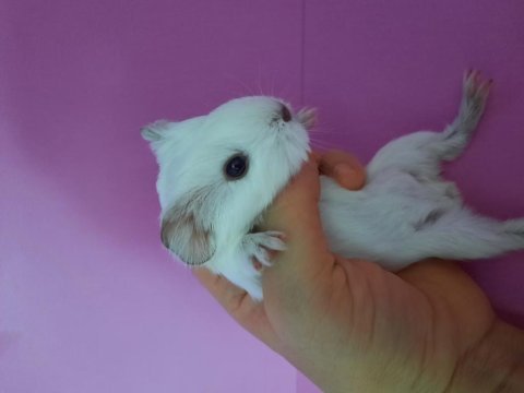 Sheltie ginepig yavru