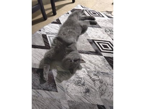 British shorthair 4 yaşında