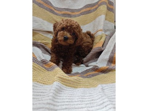 Toy poodle kore yavrumuz