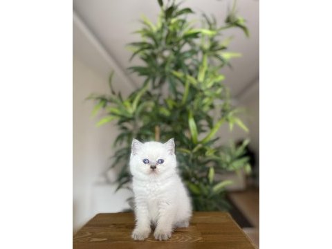 Birbirinden güzel british shorthair yavrularım 
