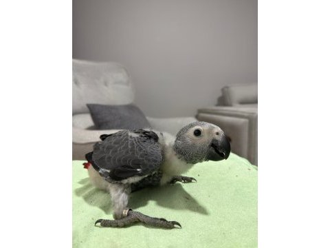 Bebek jako papağanı
