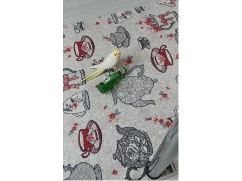 İstanbul esenyurt elden teslim sultan papağanı