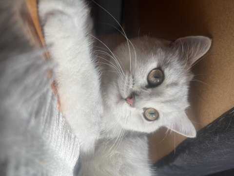 Silver shaded british shorthair