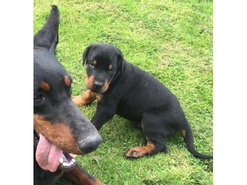 A kalite doberman yavruları