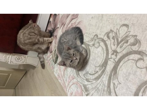 3 aylık scottish fold yavrularımız sahiplendirilecektir