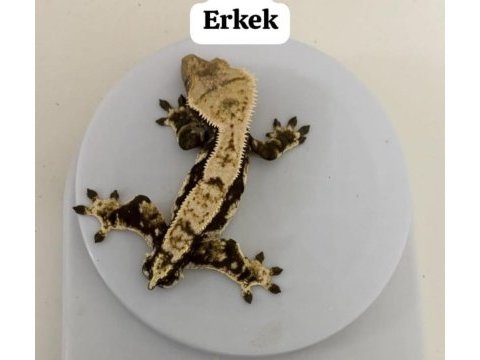 Crested gecko subadult
