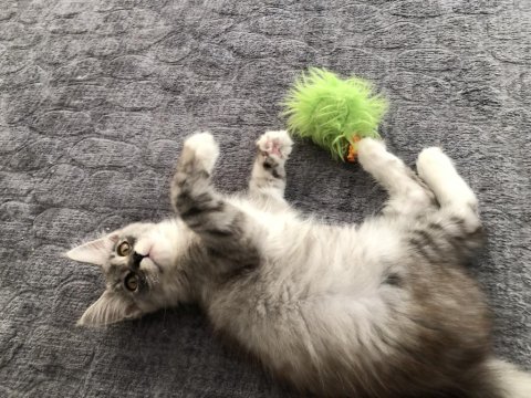 Full şecereli maine coon minik dev