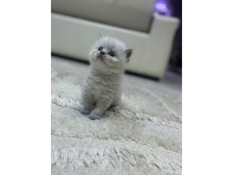 Mavi gözlü yavru british longhair